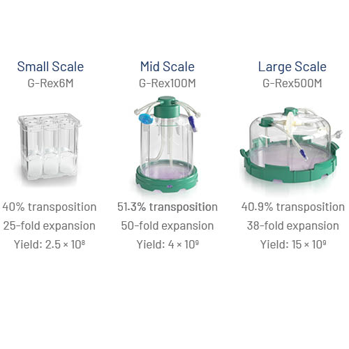 G-Rex expansion of CAR-T Cells following TcBuster transposon gene editing.